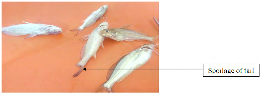 Figure 2: ** Infected tail of Gulsha fishes.