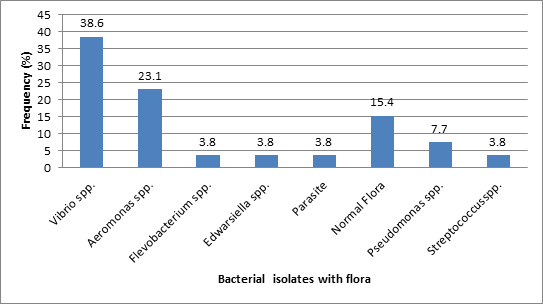 Figure 4: Out of 26 infected fishes samples, 22(84.6%) were infected with pathogenic bacteria and 4(15.4%) were normal flora. Among the total isolation of 26 bacterial strains, the highest number was 10(38.5%) for Vibrio spp., the second highest for Aeromonas spp, was 6(23.1%), and the next was 2(7.7%) for Pseudomonas spp. On the other hand, only 3(11.5%) of Flavobacterium spp., Edwardsiella spp., and Streptococcus spp. and the rest of 1(3.8%) was parasite.