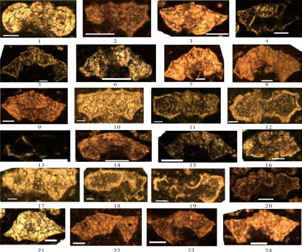 Figure 1: The representative elements of the planktic foraminiferal assemblage from the Chuangde Formation (CORB) in Gyangze area, Tibet. 1. Archaeoglobigerina blowi (Pessagno, 1967)(CW100-40); 2. Archaeoglobigerina cretacea (d’Orbigny, 1840)(CW74-31); 3,4,9. Globotruncanita stuarti (De Lapparent, 1951)(3.CW100-124; 4.CW102-12b; 9. CW74-66); 5. Contusotruncana fornicata (Plummer,1931)(5. CW74-222; 6. CW90-74;7.CW74-238 ; 8.CW81-45); 9. Globotruncanita stuatiformis (Dalbiez, 1955)(CW74- 25); 10,11. Globotruncana linneiana (d’Orbigny, 1839) (10. CW85-118; 11. CW85-153); 12, 13. Globotruncana bulloides (Vogler, 1941)(12.CW85-136; 13. CW102-14); 14-16. Globotruncana arca (Cushman, 1926)(14.CW83-50;15.CW102-29; 16.CW37- 36); 17,18. Globotruncana ventricosa (White,1928) (17.CW31-21; 18. CW31-26); 19. Globotruncanita elevata (Brotzen, 1934) (CW30-71); 20. Globotruncana lapparenti (Brotzen, 1936) (CW98-40); 21. Rodotruncana calcarata (Cushman, 1927) (CW102- 1); 22-24. Globotruncanita stuatiformis (Dalbiez, 1955) (22. CW81-63; 23. CW74-58; 24.CW74-25).