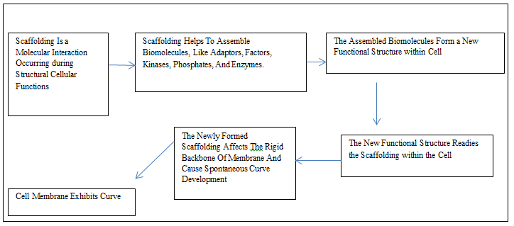 Figure 3: Development of Curve In Membrane.