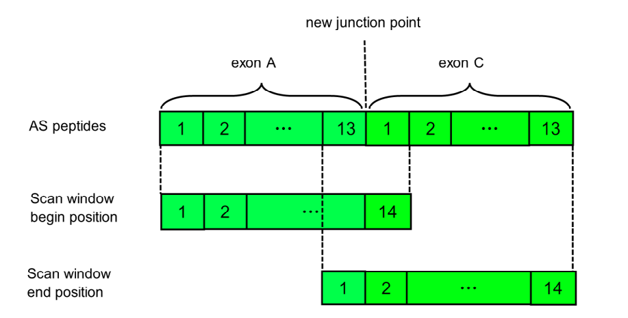 Figure 2: Use scan window with size of 14 to generate peptide candidates.