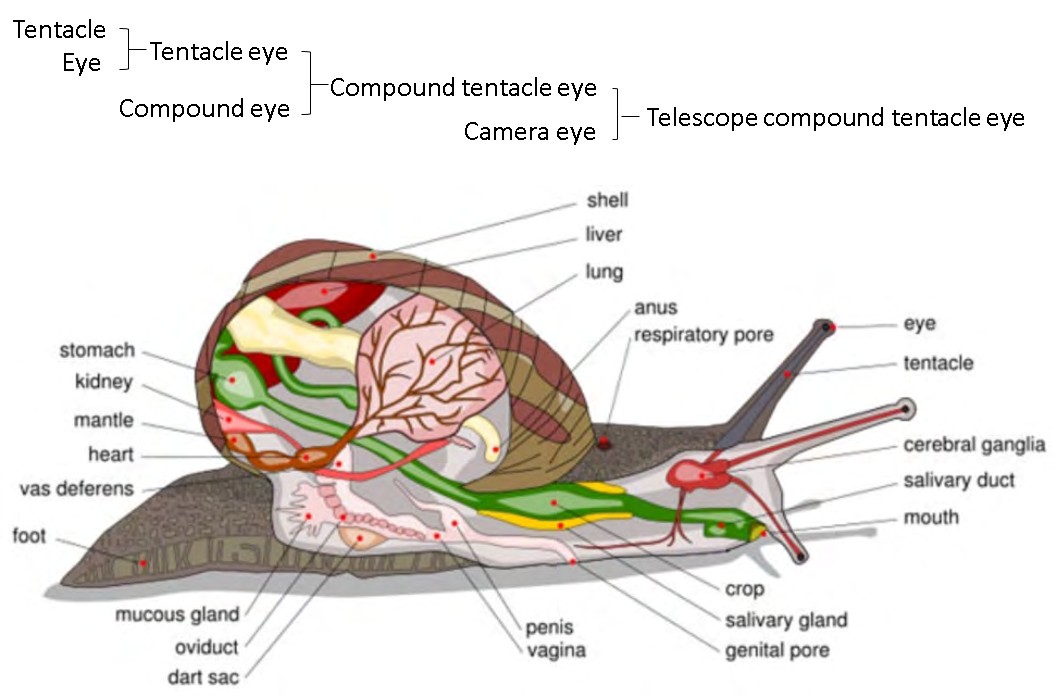 Figure 1: A Snail. Please see its tentacle and eye [1].