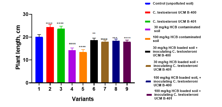 Figure 2: Effect on plant length after growing in soil with Comamonas testosteroni strains introducing compared to unpolluted and HCB-polluted soil. Notes: Significant differences between variants and the control are indicated by *p < 0.05; **p < 0.01 and ***p < 0.001.