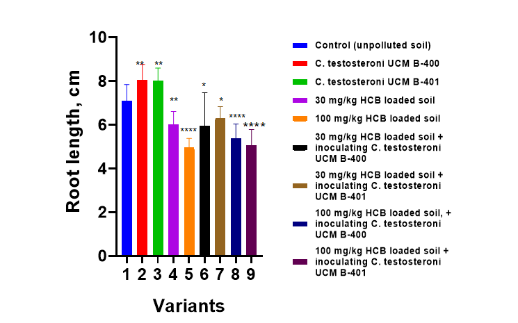 Figure 3: Effect on root length after growing in soil with Comamonas testosteroni introducing compared to unpolluted and HCB-polluted soil. Notes: Significant differences between variants and the control are indicated by *p < 0.05; **p < 0.01 and ***p < 0.001.