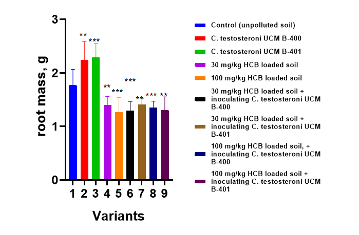 Figure 4: Effect on root length after growing in soil with Comamonas testosteroni introducing compared to unpolluted and HCB-polluted soil. Notes: Significant differences between variants and the control are indicated by *p < 0.05; **p < 0.01 and ***p < 0.001.