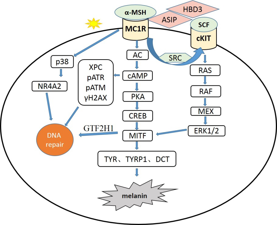 Figure 1: MC1R gene regulates the signal pathway of melanogenesis and DNA repair. Note: The melanocyte membrane receptor MC1R binds to its agonist ɑ-MSH or antagonists ASIP / HBD3 to promte or inhibit melanogenesis by affecting expression of the downstream melanogenic enzymes(TYR,TYRP1,DCT),which are also regulated by SCF/ c-KIT pathway transactivated by MC1R. Meanwhile, the process of DNA repair can be activated by the p38 and/or Ras pathways (independent of cAMP) and those signals dependent on cAMP.