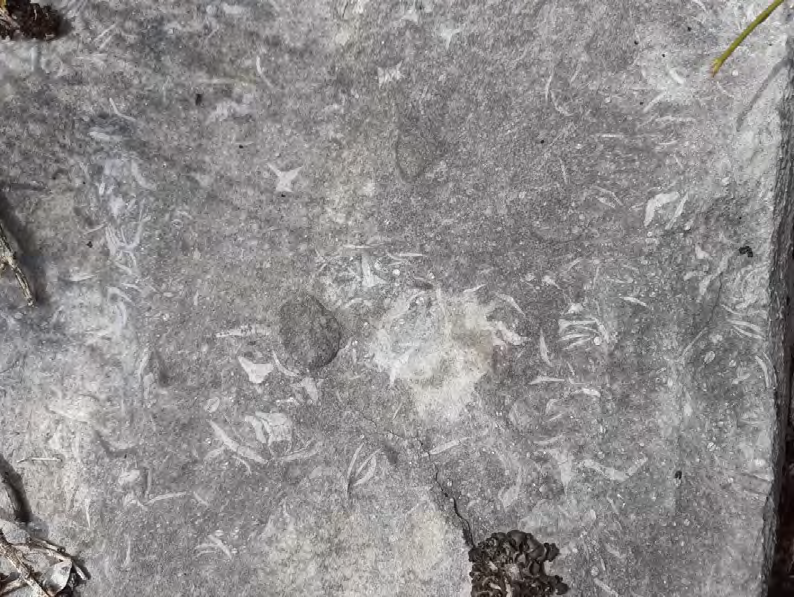 Figure 4: A flow of mixed bones and a skull caught in the lava descending from the impact area. Other similar skulls are found around in a similar form. The skulls indicate victims of the smilodon (prey remains), possibly humans.