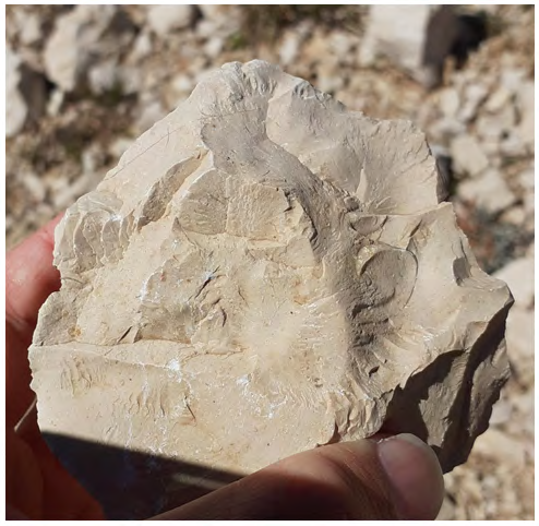 Figure 5: The shape of the ears in this l'Audibergue finding allow a definitive conclusion.