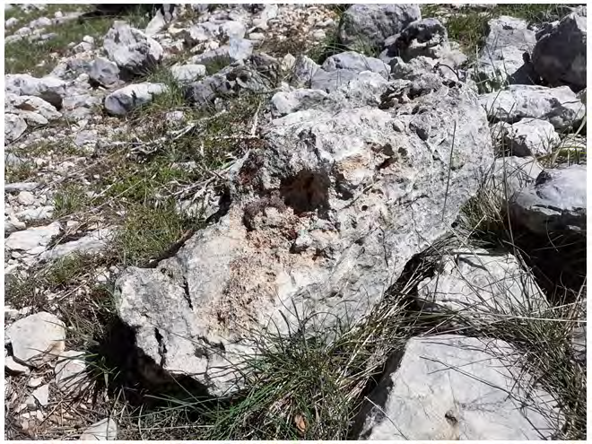 Figure 8: Nothosaurus skull. The marine dinosaur is logically found at the bottom of the deposit. The skull is very eroded.