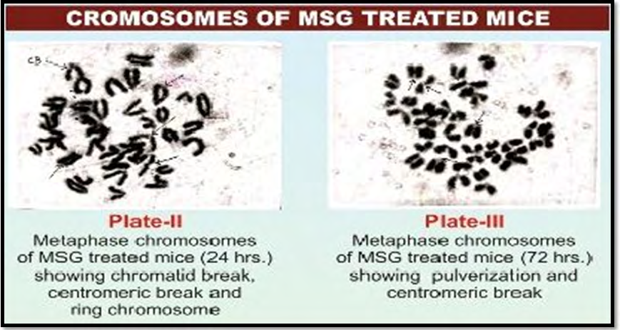 Figure 3: Plate presentation for metaphase expressions.