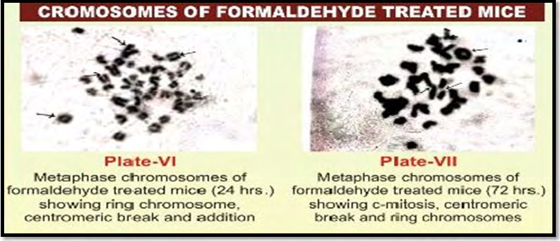 Figure 5: Plate presentation for formaldehyde effects and C- mitosis expression.