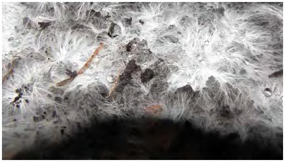 Figure 1: Mushroom mycelium fibres. Cited in: https//www.watsonwolfe.com20200208what-is- mushroom-leather