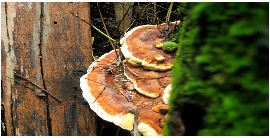 Figure 2: Fomitella Sp. Mushroom. Cited in: https://www.flickr.com