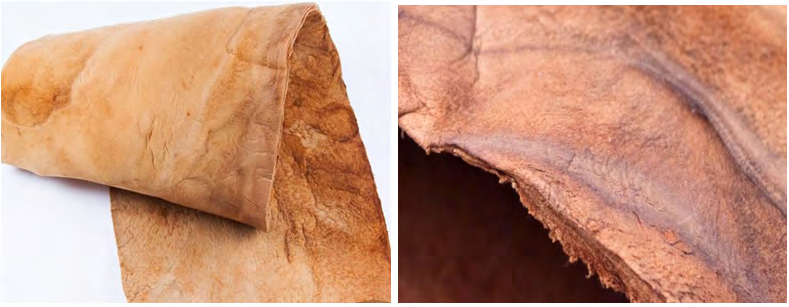 Figure 4: Leather Mushroom Mycelium or Muskin. Cited in: https://www.thecivilengineer.org/news-center/ latest-news/item/1600-this-leather-substitute-is-made- entirely-out-of-mushroom-caps & https://www.pinterest. com/pin/190558627974010485/