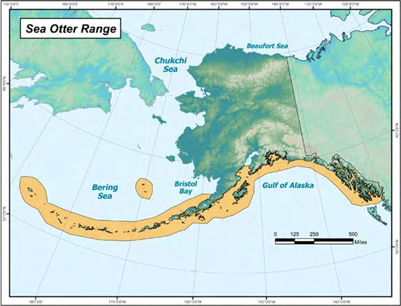 Figure 1: Sea otter range in Alaska. This is the range of northern sea otters (E. lutris kenyoni). Sea otters range from western Canada to the Bering Sea. Local oceanographic and climate conditions influence community sea otter ecology [12]. Sea otters are a keystone species in ecosystem structure and used as indicators in food webs.