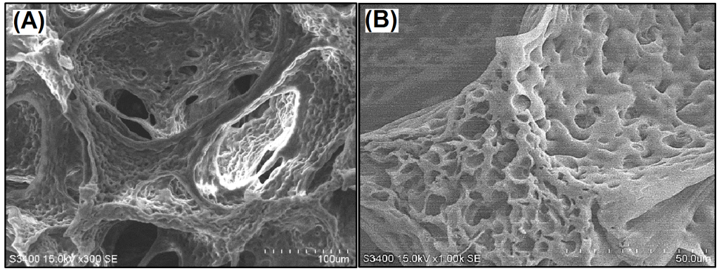 Figure 4: Microstructures were inspired by avian skeleton and feather rachises containing foam-walls.