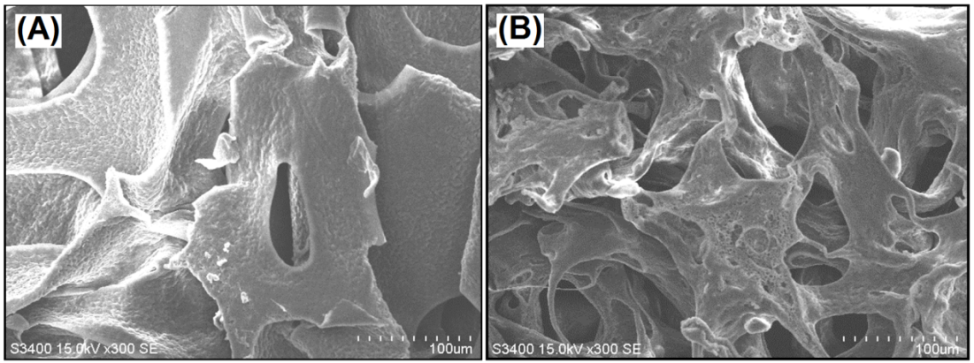 Figure 5: The resulting high support soft medical drainage material exhibited spongy structure with fully open-cell interconnecting porous network. Highly irregular and deformed macroporous structure with ≈100–150μm pore diameter was shown in Figure 5A. The foam walls with 3-10μm pore diameter were observed in Figure 5B.