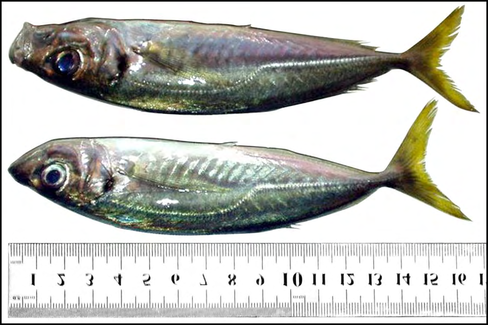 Figure 1: Mediterranean horse macherel (Trachurus mediterraneus).