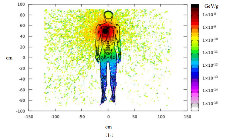 Figure 2: Dose distribution when Cs-137 (a) and Co-60 (b) irradiated human body.