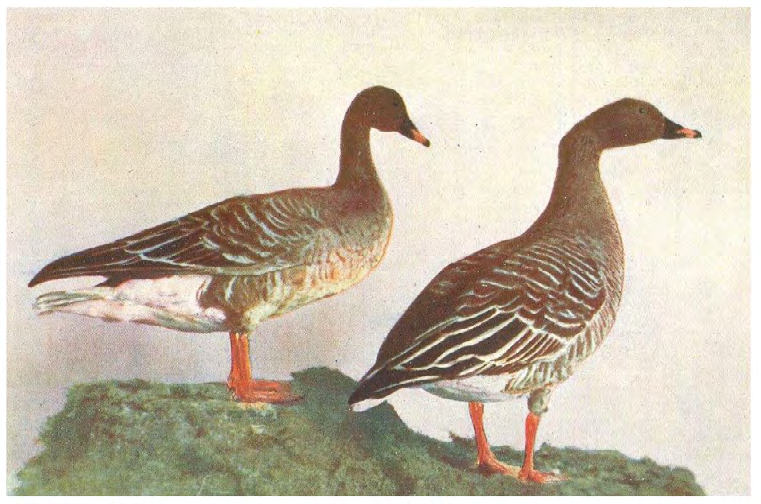 Figure 1: _Anser neglectus_. Adult (right) and juvenile bird (left). Shot on 4. March 1923 and 23. December 1928, Puszta Hortobágy (Photo L. Szomjas in J. Schenk) [29].