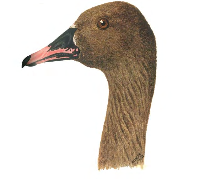 Figure 2: Head of _Anse. neglectus_ (Source: F.H. van den Brink) [48].