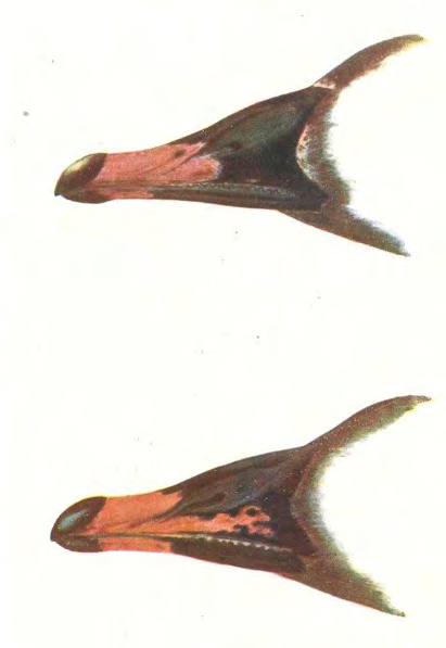 Figure 3: Bill of _Anser neglectus_ (above), Anser serrirostris rossicus (middle) and Anser brachyrhynchu(below) (After original drawings of P.P. Sushkin, 1897b) [2] .