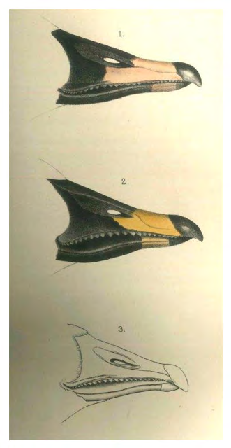 Figure 4: Two bills of _A. neglectus_. Slender (above) and more curved (below). Picture of T. Csörgey in J. Schenk, 1929 [29].