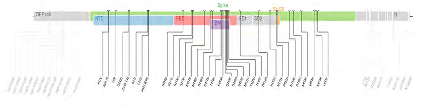 Figure 3: The Genomic Sequence in Omicron which has a high rate of mutation compares with Delta.