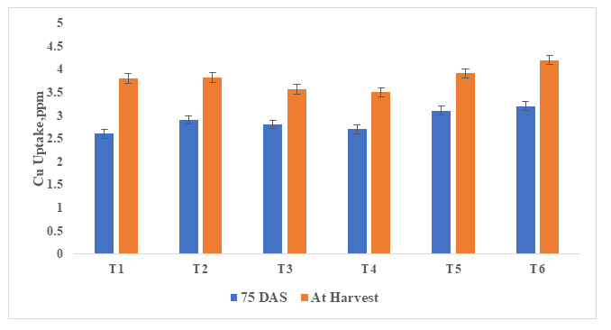 Figure 10: Cupper uptake in onion at 75 DAS and at harvest (R-4).