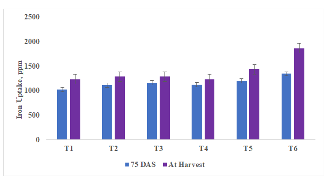 Figure 11: Iron uptake in onion at 75 DAS and at harvest (R-4).