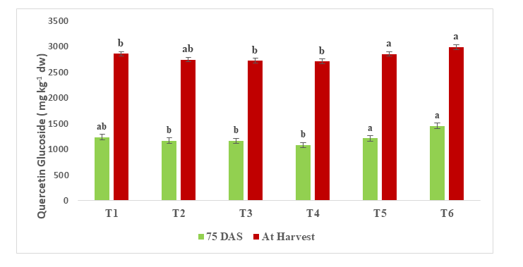 Figure 15: Total quercetin glucoside content per kg dried onion at 75 DAS/P and at harvest (R-4).
