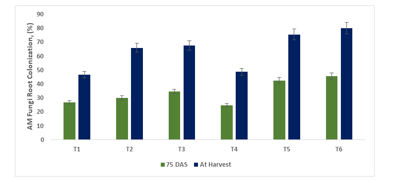Figure 16: Mycorrhiza root colonization percentage in onion at 75 DAS and at harvest (R-4).