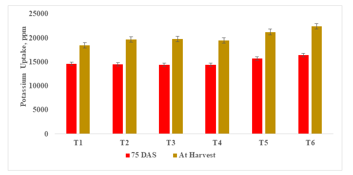 Figure 9: An inquisition of data indicates that maximum K uptake (16458.45 ppm at 75 DAS and 22430.678 ppm at harvest) by onion shoot recorded in consortium (NPK) + Azospirillum + AM fungi treatment, where the five consortium microbial stimulants were applied followed by T5 (Azotobacter + Azospirillum +AM fungi), T4 (Azotobacter + Azospirillum), T1 (control (100% RRF)), T3 (Azospirillum + AM fungi) and T2 (Azotobacter + AM fungi). K uptake was increasing may be due to improved absorption and utilization of potassium at higher rates of available soil potassium.