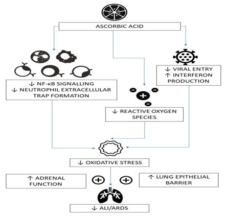 Figure 1: Courtesy ref 23-Postulated mechanisms for vitamin C’s amelioration of COVID-19 pathology. ↓ - decreased; ↑ - increased; ALI-acute lung injury; ARDS-acute respiratory distress syndrome; NF-κB-nuclear factor kappa B.