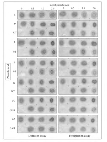 Figure 5: Interaction effect of single phenolic acids (PA) with tannic acid (T) on both diffusion on cellulose membranes and precipitation of salivary protein. PA/ saliva and (1:1 PA + T)/saliva mixes representing three different total concentrations of phenolic acids (0.5, 1.0 and 2 mg/mL) were spotted on a cellulose membrane and assayed for protein diffusion (left panel). Supernatants from the same mixes were used to assess precipitation of the salivary protein fraction (right panel) also using cellulose membranes. Letters on the left of the membranes represent individual phenolic acids, as described in the legends to previous figures. As in figure 4, note similar decreases in the diffusion area of the salivary protein in direct relation with the increasing total concentrations of every single phenolic acid, excepting tannic acid. By contrast, being part of mixes with any other phenolic acid, tannic acid partially reverted the anti-diffusive effect of the partner phenolic acid. Again, the precipitation assay, which is focused on the analysis of supernatants for each experimental condition, showed the low power of individual phenolic acids to precipitate the salivary protein and the appreciable suppressive effect of tannic acid on the anti-diffusive effect displayed by phenolic acids on the diffusible salivary protein.