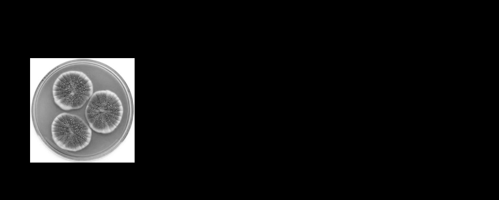Figure 1: The graph representation of the main hosts used for fungal phytases production and its important biochemical properties for the developing of new phytases for industrial applications. The Penicillium picture was taken from web site https://lovecraftianscience.wordpress.com/tag/penicillium/.