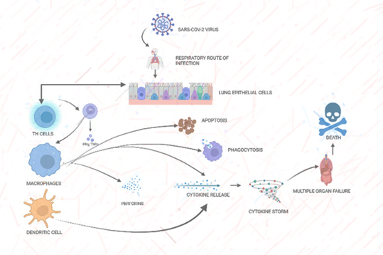 Figure 2: Phagocytic cells upon activation by viral infection show several Inflammatory responses. Immune recognition of SARS-COV-2 by macrophages and dendritic cells is followed by an inflammatory response with the cytokine release and cytokine storm production. Initial events in this cellular response include nonspecific host defense mechanisms, which may lead to early killing or containment of infection.