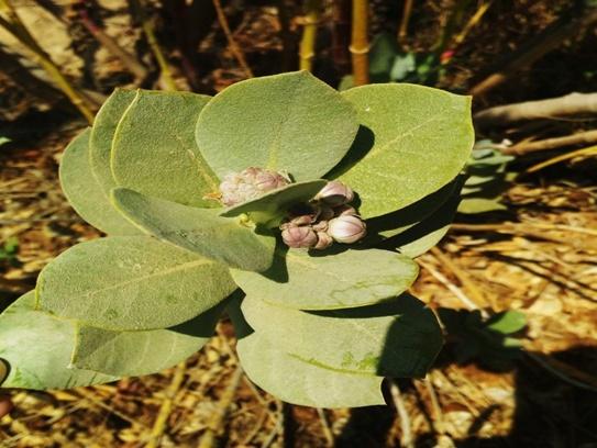 Figure 4: Calotropis procera flowers and leaves. The leaf blades are light to dark green with nearly white veins, slightly leathery, and have a fine coat of soft hairs that rub-off. Leaves are pubescent when young and glabrous on both sides on maturity. They have a waxy appearance and contain a white milky sap [29,30]. Leaves are large up to 15 cm long and 10 cm broad, with no leaf stalk [31]. The flowers are regular, bisexual with a faint odor, they are borne in clusters of ovoid flower buds in the forks of the uppermost leaves each cluster contains 3–15 flowers. The clusters are surrounded by involucres of several small oblong, pointed scaly caduceus bracts. The main stalk of these flower clusters (i.e., peduncle) is 20–55 mm long, and each flower has a stalk (i.e., pedicel) about 15– 25 mm long. Calyx and corolla are 5-lobed; sepals 7–8 mm long; ovate acute, hairy outside; while petals 2–3 cm wide, white with purple tips internally; fruit ovoid, inflated, 8– 12 cm long [13]. Flowers have crown-like center [31,21]. The fruits are follicle (8–14 9 6–9 cm), sub-globose to obliquely ovoid. Its apex is rounded, green, spongy, and smooth—that split and invert when mature to release seeds [30,32]. Seeds are numerous (350–500 per fruit), flat, obovate, 6 9 5 mm, with silky white pappus of 3 cm or longer [23].