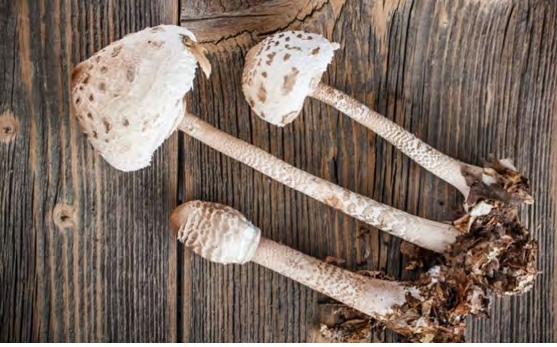 Figure 1: Parasol mushroom Macrolepiota procera. Cited in: https://twigscafe.com/27-types-of-gourment- medicinal-mushrooms/
