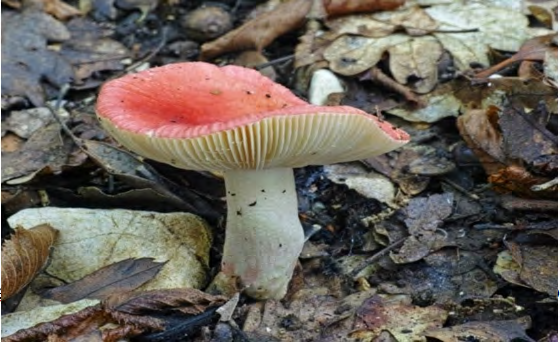 Figure 2: Russula xerampelina. Cited in: https://twigscafe.com/27-types-of-gourment- medicinal-mushrooms/