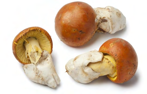 Figure 4: Caesars mushroom Amanita Caesarea. Cited in: https://twigscafe.com/27-types-of-gourment- medicinal-mushrooms/