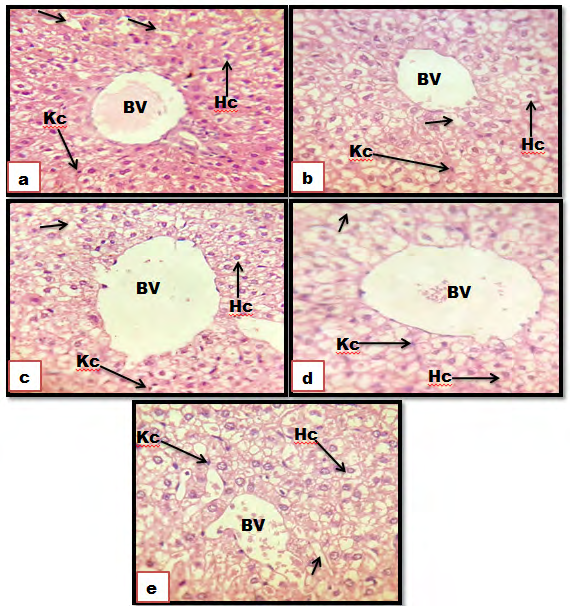 Figure 2: Photomicrograph of sections of the liver. (a): Control groups showing a normal architecture without pathological alterations. (b): Gen + Athel honey; (c): Gen + Dam Al-Akhawain honey; (d): Gen + Salam honey showing a normal liver structure as in control group. (e): Hepatocyte (HP), Spherical nucleus (arrow), Sinusoids (S), Blood vessel (BV), and Kupffer cells (Kc). (HE) stain (X400).