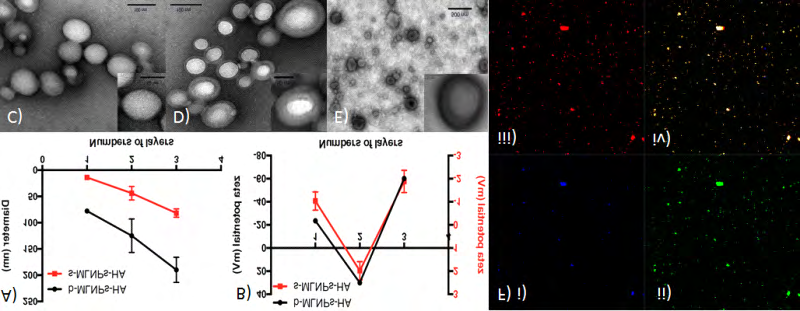 Figure 3: Assembly and characterization of multilayered nanoparticles. A)Hydrodynamic size, and B) Zeta potential. TEM images of C) the PLGA core, D) PLGA+liposome, and E) PLGA+liposome+HA. F) Confocal microscopic image of HA-MLNPs-200: i) HA was labelled with Alexa Fluor 350 (blue); ii) lipid with 1,2-diphytanoyl-sn-glycero-3-phosphoethanolamine-N-(7-nitro- 2-1,3-benzoxadiazol-4-yl) (ammonium salt) (NBD, green); iii) PLGA was labeled with Red Nile (red); iv) merged image.