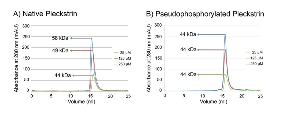 Figure 1: Gel filtration analysis of both native and pseudophosphorylated pleckstrin suggest a monomer-dimer equilibrium. Experiments were performed on a calibrated S200 gel filtration column. Reported apparent molecular weights were calculated from a standard curve, as shown in Figure S1 of the supplemental material.
