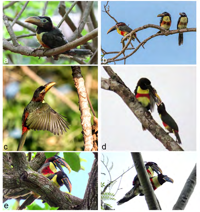 Figure 5: Photographic records showing evidence of breeding activities of the Chestnut-eared Aracari (Pteroglossus castanotis), and obtained by citizens in the Brazilian Cerrado. (a) young with a moderately developed bill outside the nest; (b) young with moderately developed bills perched on the side of an adult; (c) young with a moderately developed bill flying to reach a Cecropia tree; (d) young with a substantially developed bill being fed by an adult; (e) two adults copulating in early October; (f) two adults copulating in mid-August. Photo authors: Madalena Silva (a), Geancarlo Merighi (b), Daniel Soares de Arruda (c), Marco Costacurta (d), Douglas Oliveira (e), Estevão F. Santos (f).