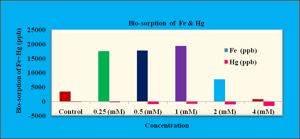 Figure 6: Showing the bio-sorption capacity of Hg by Sargassum cinereum.