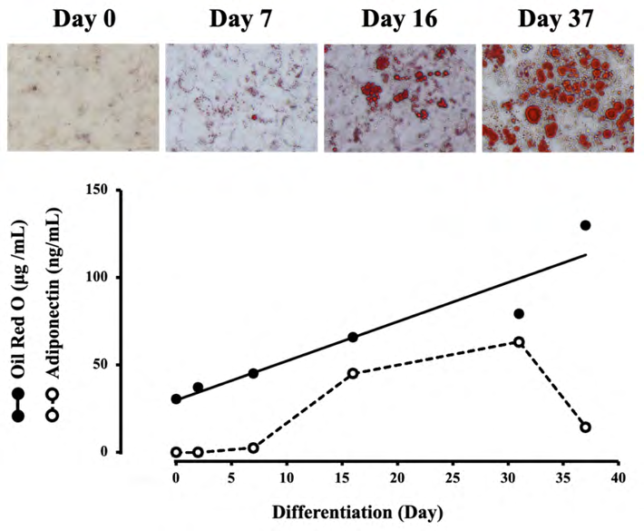 Figure 1: Changes in lipid concentrations in adipocytes and adiponectin concentration in the medium during differentiation. The upper photographs show typical adipocytes stained with Oil Red O on days 0, 7, 16, and 37 of differentiation. The concentrations of lipid and adiponectine were measured on days 0, 2, 7, 16, 31, and 37. Each value represents the mean ± SEM (n = 6).