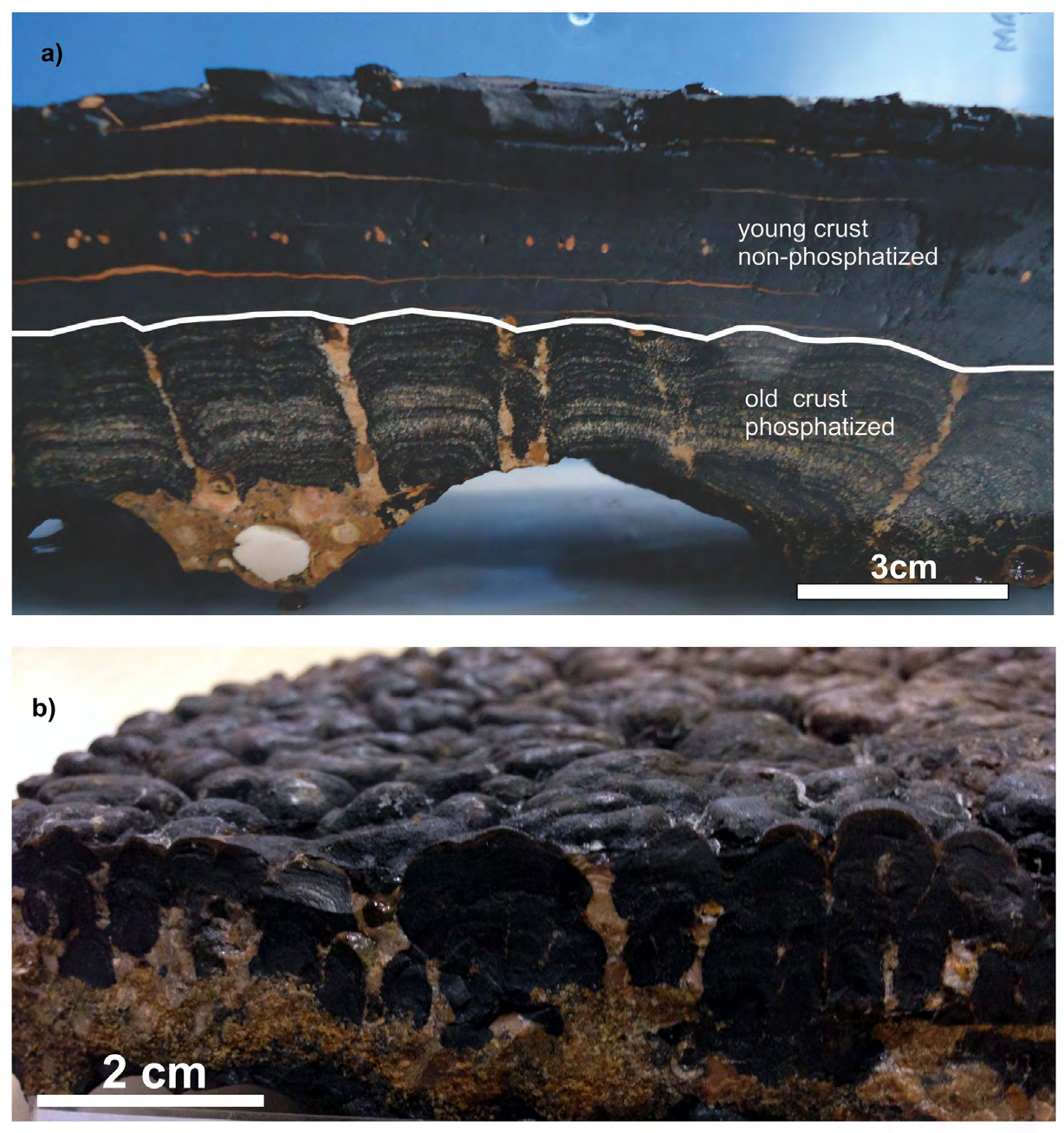 Figure 3: Photographs showing (a) the stratigraphic sequence and (b) stromatolite-like structures of ferromanganese crusts of the Rio Grande Rise.