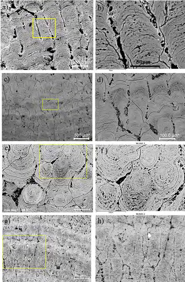 Figure 5: Main sedimentary structures observed on scanning electron microscopy. a) and b) Columnar structures in the plate- like planar Fe-Mn crust, composed mainly of Fe-vernadite, and containing hydrogoethite at the edges of the columnar structure and vugs containing fragments of ferruginous material and detrital silicates; c) and d) detail of the columnar structure showing the space between the columns filled by fragments and detrital crust and silicates, composed of Fe-vernadite, amorphous Fe- Mn oxyhydroxide at the edges and vugs containing fragments of ferruginous material and detrital silicates; e) and f) details of the micro nodular structures in the nodule-like cobaltiferous crust. The vug is filled with fragments of the Fe-rich crust, and carbonate; g) and h) columnar structures on top of film-like crusts containing detrital material in the boundary zone of the columnar structures.