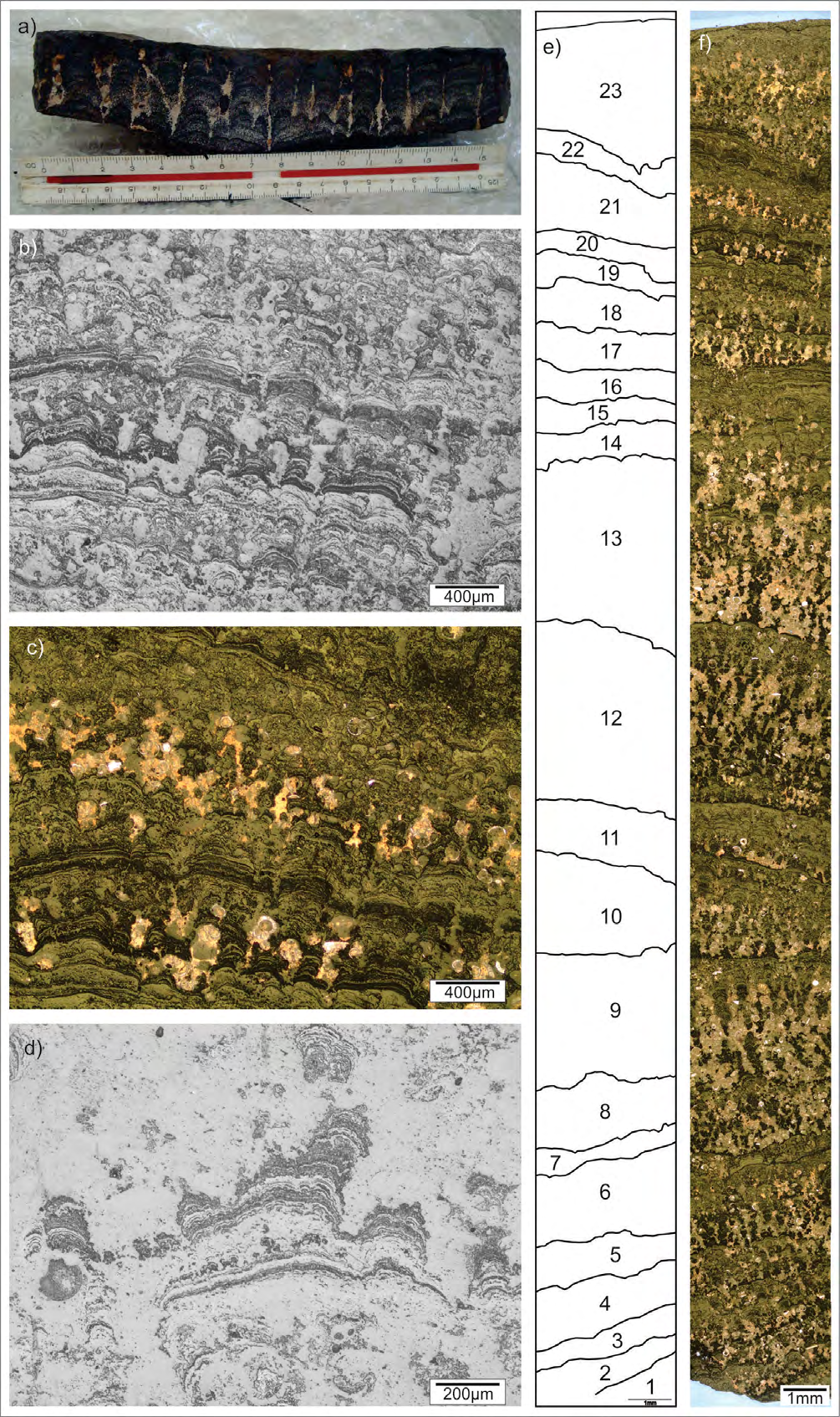 Figure 6: ). A series of parallel fractures, filled with carbonate- phosphatic material, intersect the crusts. Observation through the microscope shows slight banding defined by the alternation of ferromanganese layers and carbonate- phosphate bioclastic layers. These layers enriched in bioclastic carbonate-phosphatic material are repeated throughout the crust. The main structures of P-rich crusts are botryoidal and wavy-layered. Some structures are delineated by thin layers of a very dark material that can be organic matter. In a complete thin section, seven layers which were subdivided into twenty-three facies characterized by alternation of depositional cycles that begin with bioclastic carbonate deposition and carbonaceous material, followed by the deposition of ferromanganese crust (Figure 6). The carbonate portions are composed mainly by foraminifers.